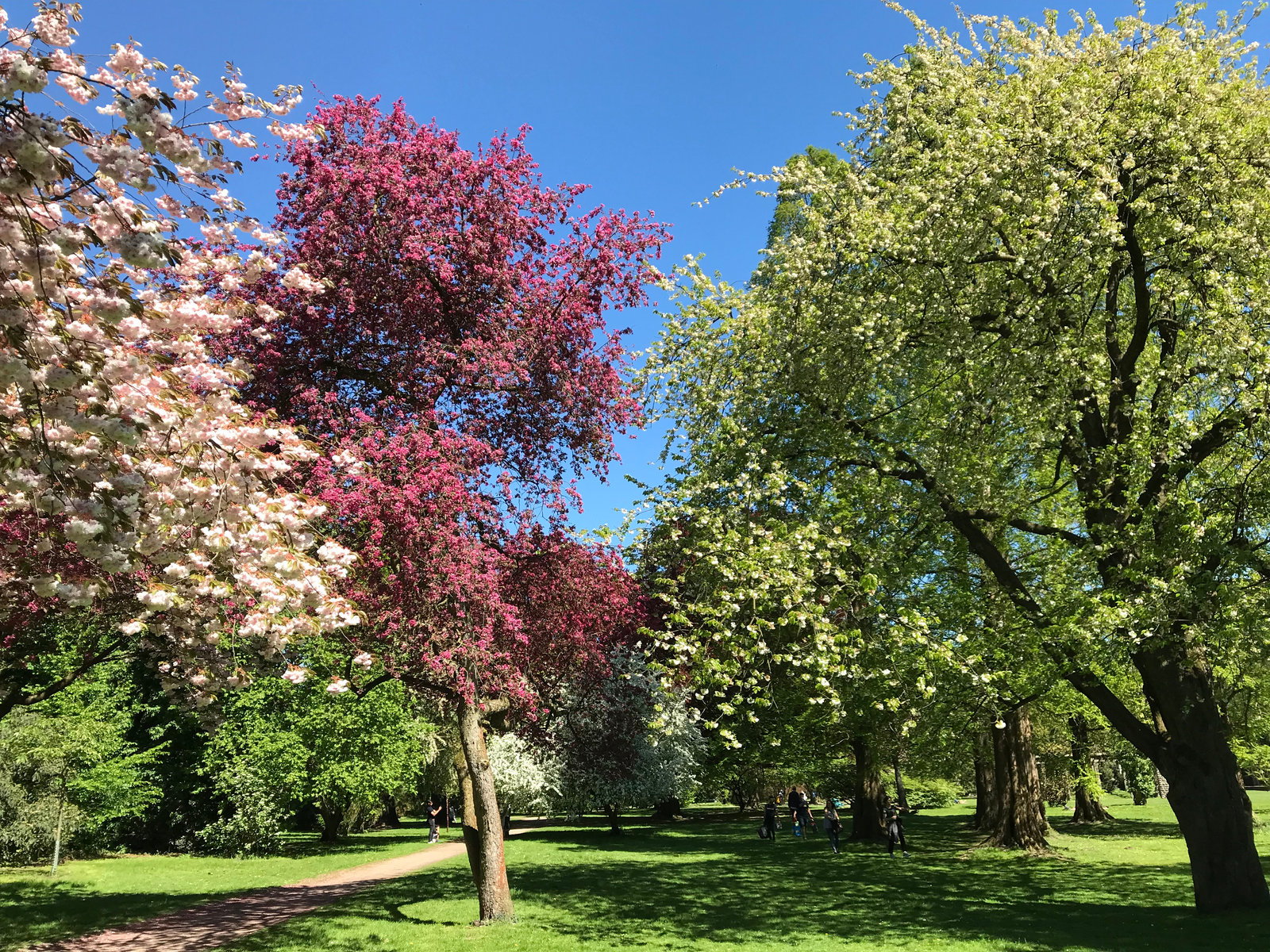 Trees and Sky